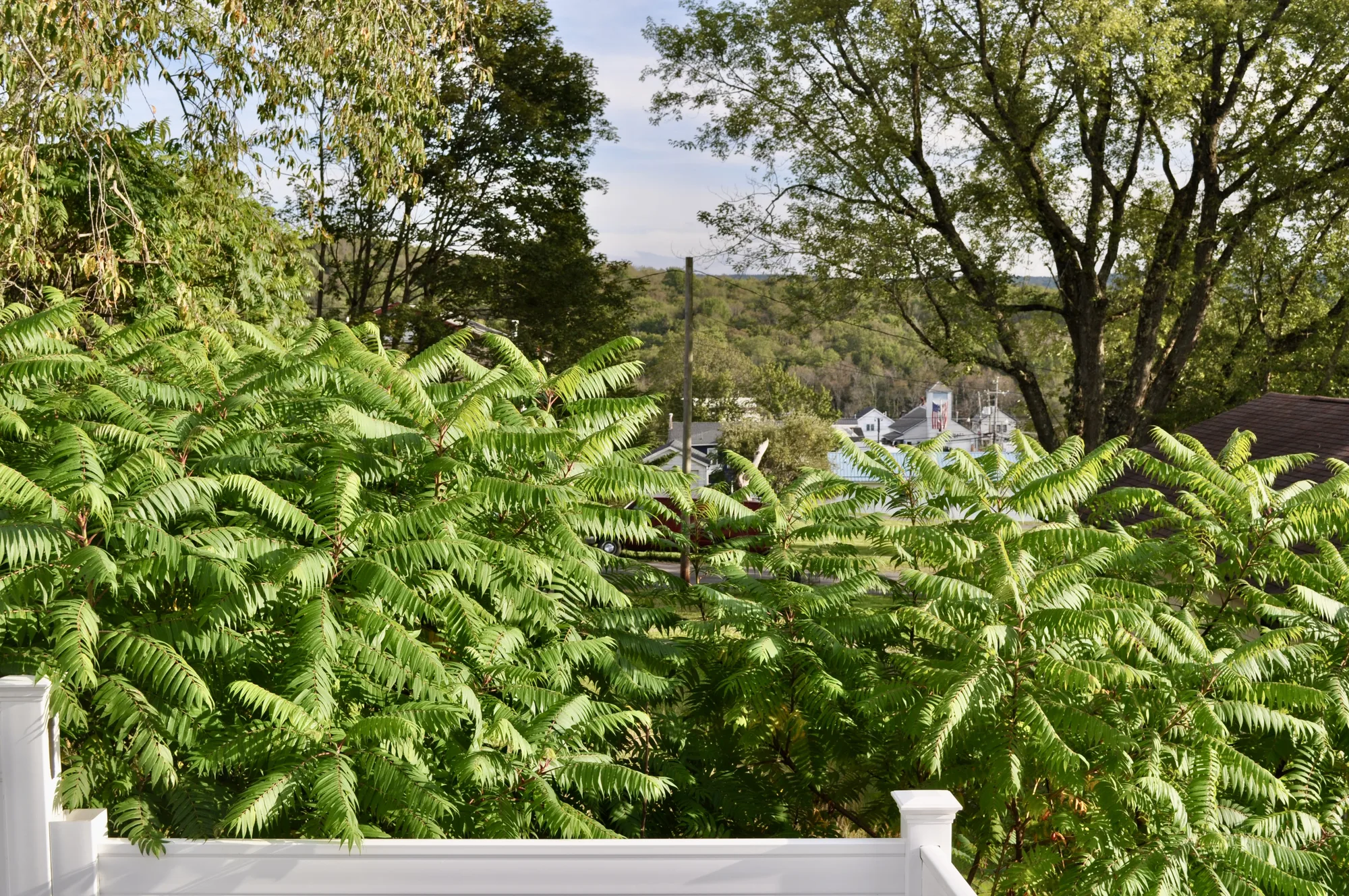 Leafy valley and downtown Davis views from the deck